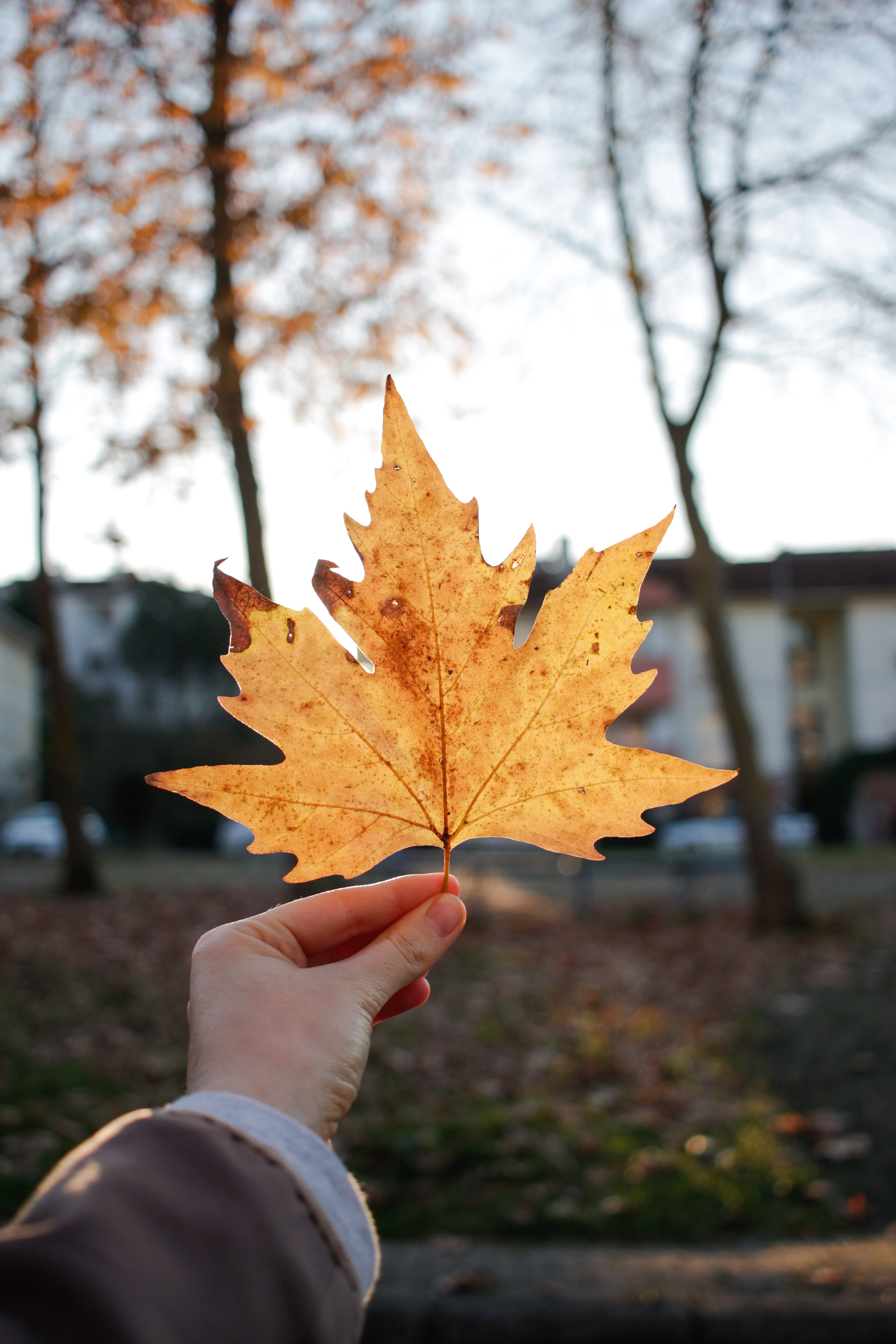 Fall Bucket List for Seniors